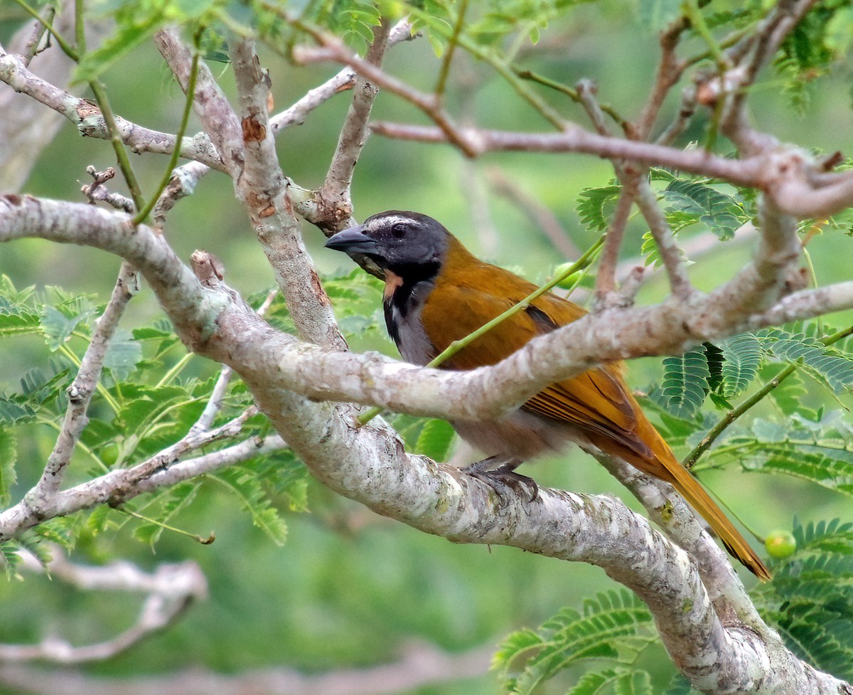 Buff-throated Saltator - ML370211431