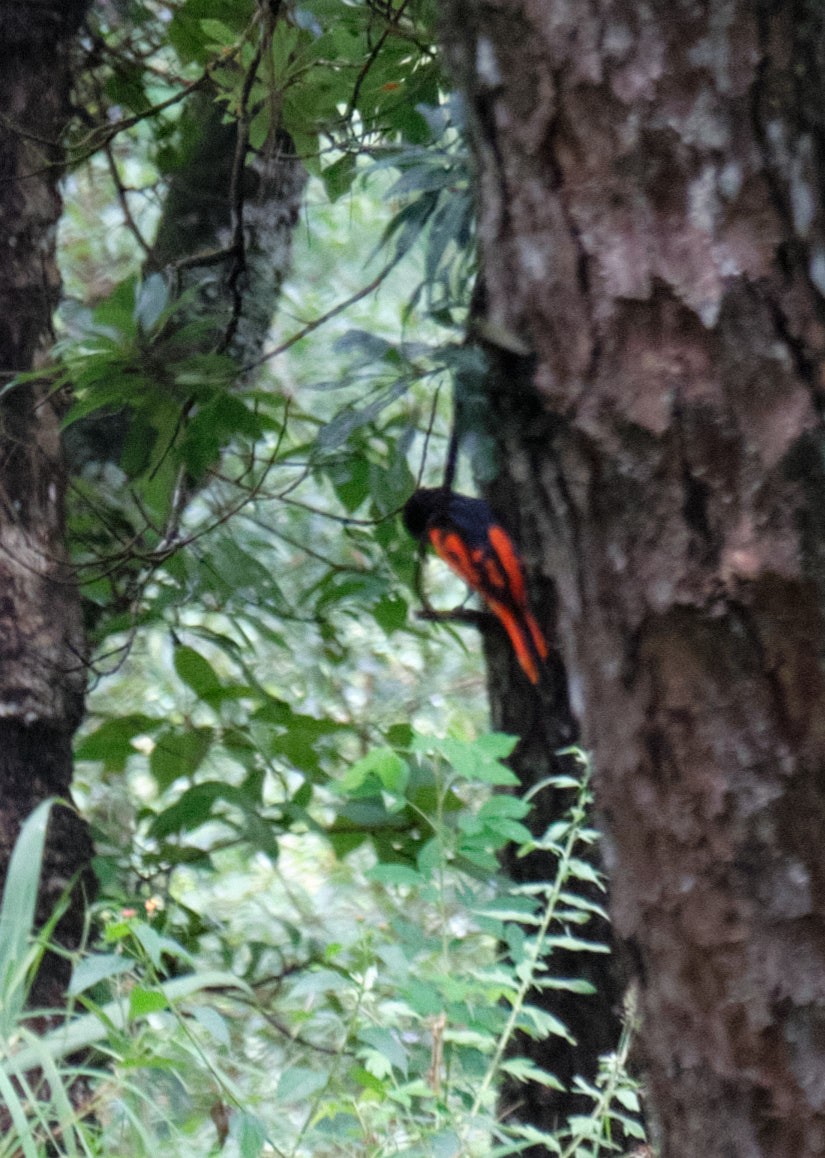 Minivet Escarlata - ML370211721