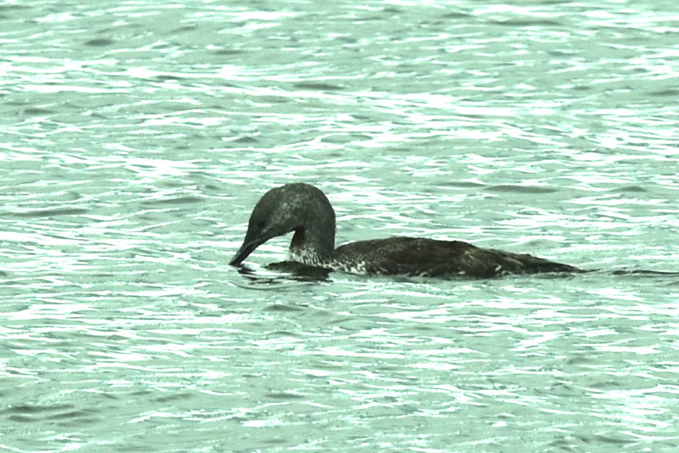 Red-throated Loon - Blair Whyte