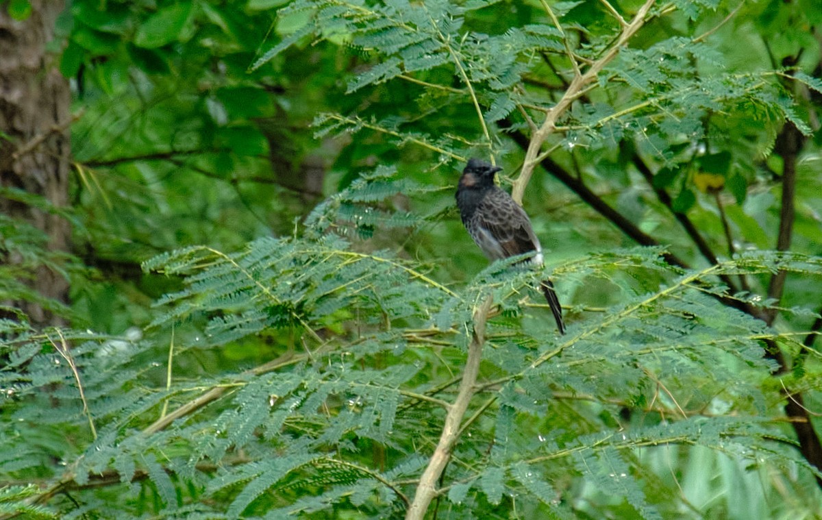 Red-vented Bulbul - ML370213031