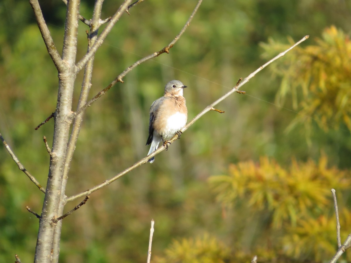 Eastern Bluebird - ML37021421