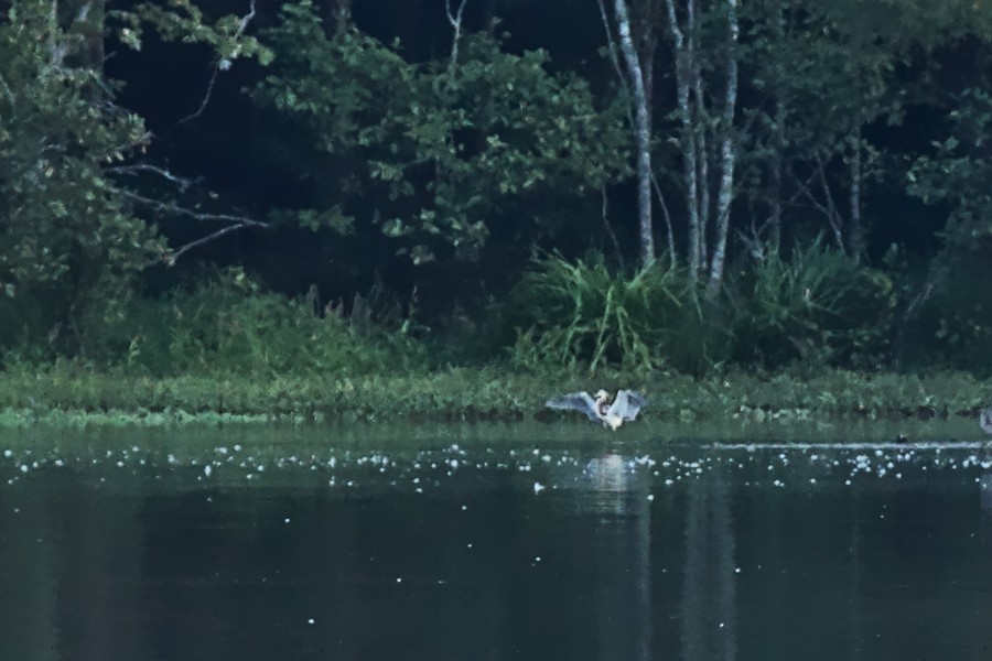 Tricolored Heron - ML370214361