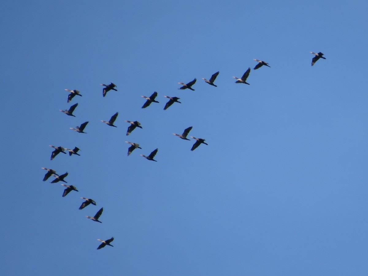 Double-crested Cormorant - ML37021451