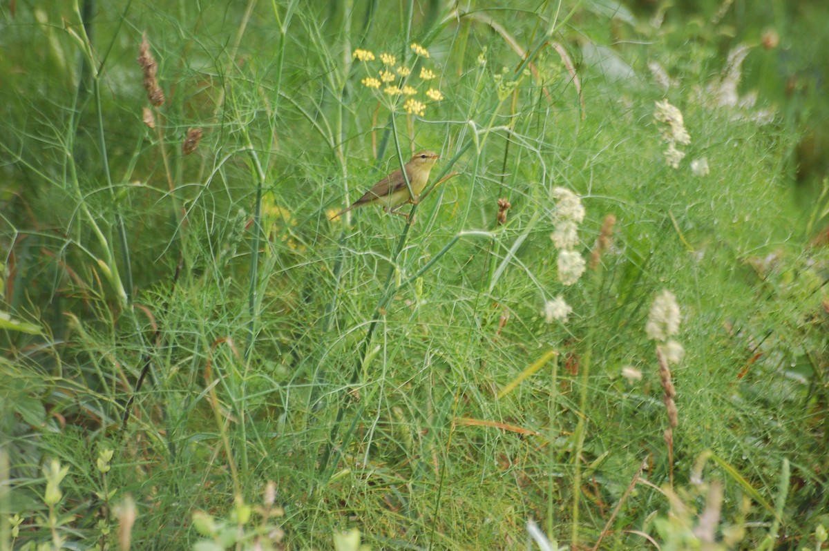 Willow Warbler - ML370215901