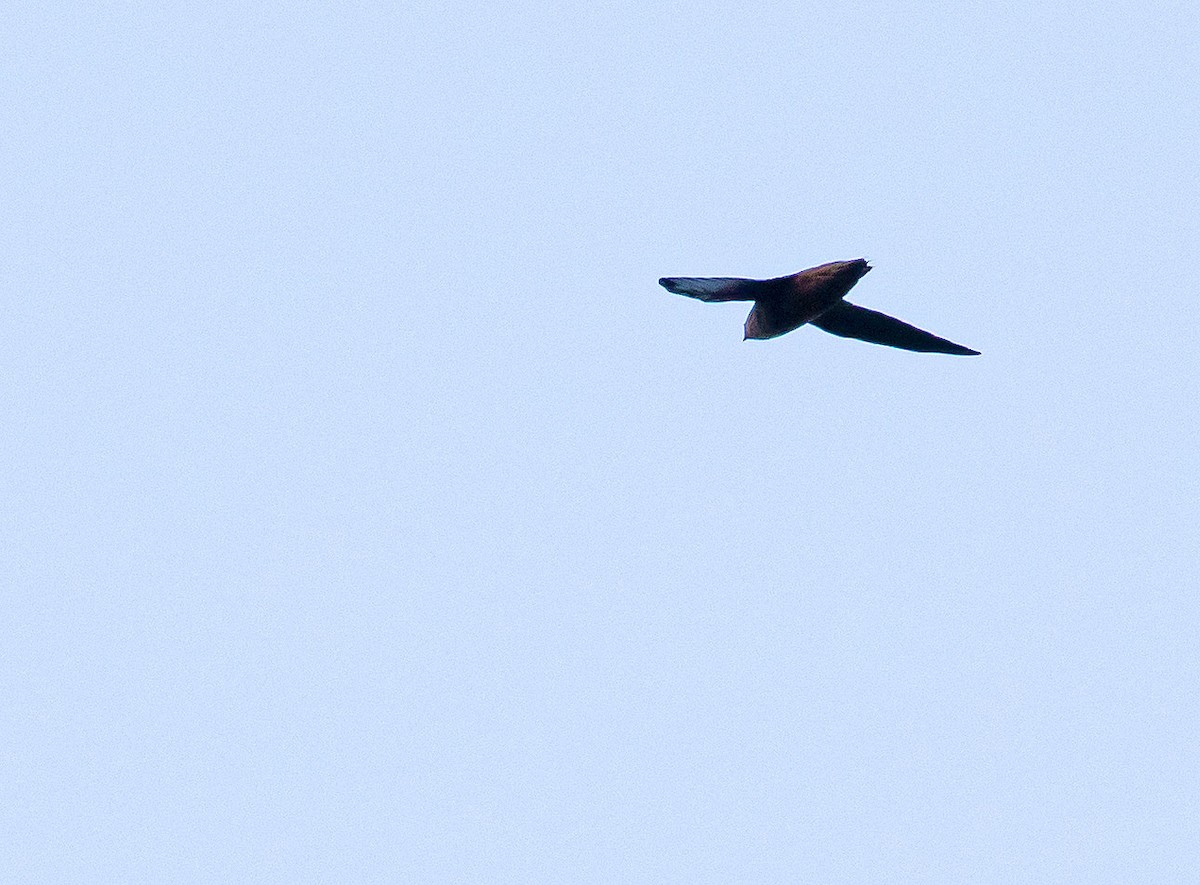 Chimney Swift - Jason Lott