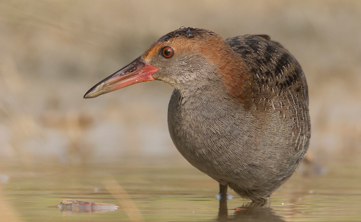 Slaty-breasted Rail - ML370216551