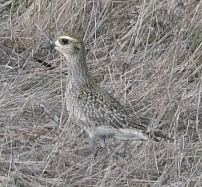 American Golden-Plover - ML370216891