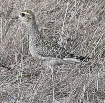 American Golden-Plover - ML370216901