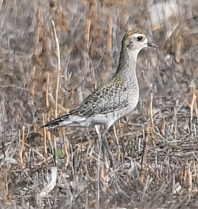 American Golden-Plover - ML370216921