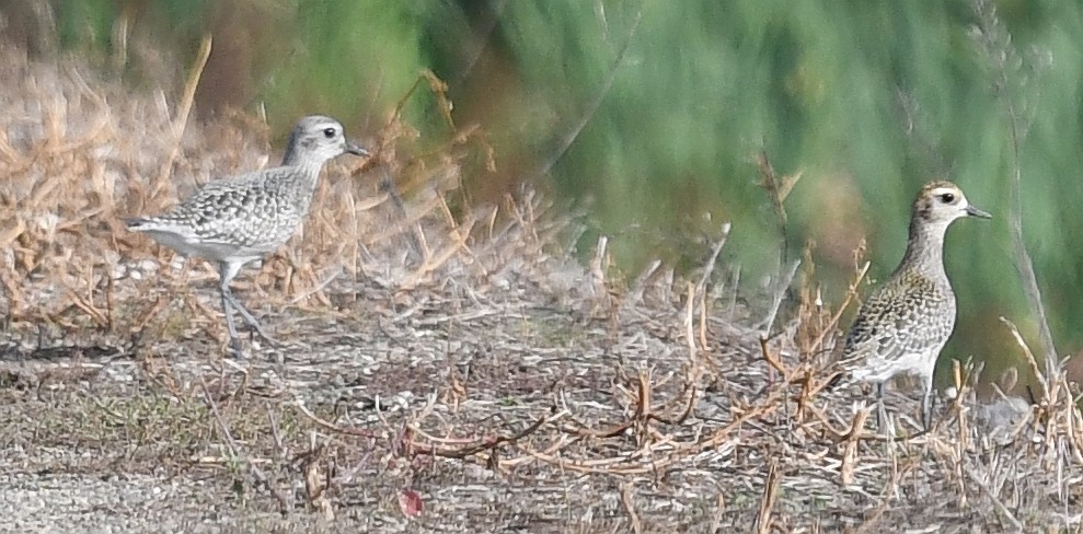 American Golden-Plover - ML370216941