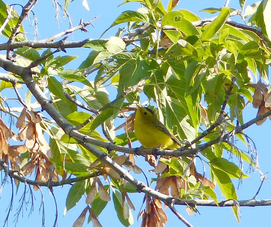 Wilson's Warbler - Louise Courtemanche 🦅