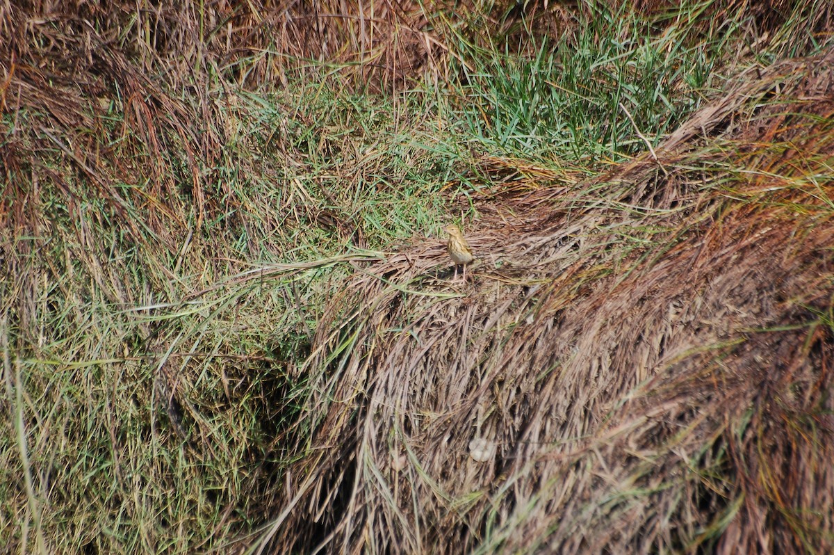 Tree Pipit - ML370220661