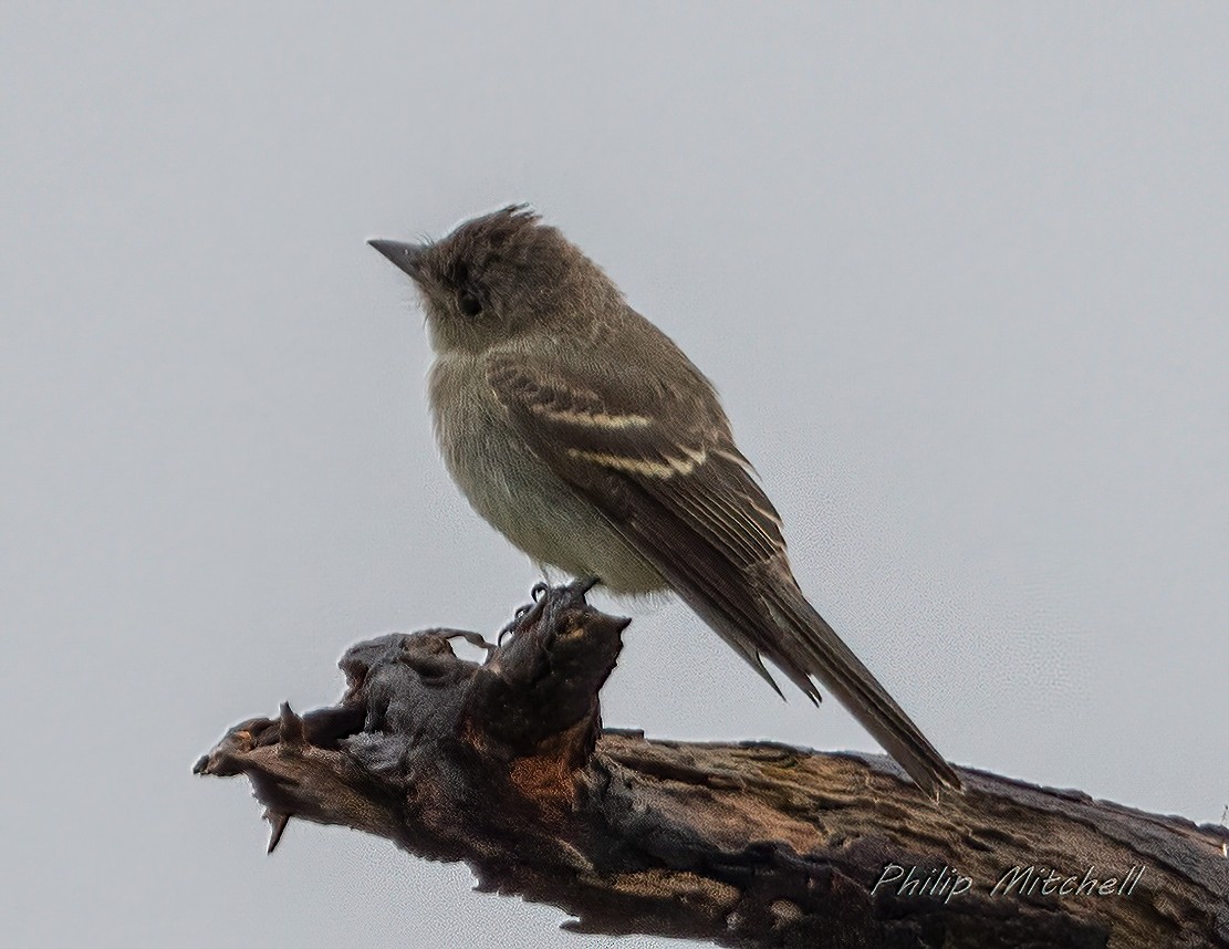 Eastern Wood-Pewee - ML370221551