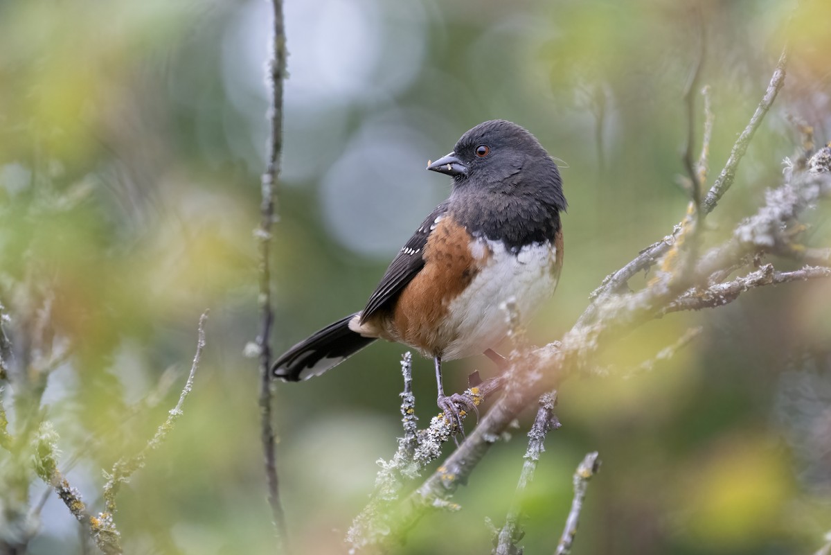 Spotted Towhee - Daniel Knapp