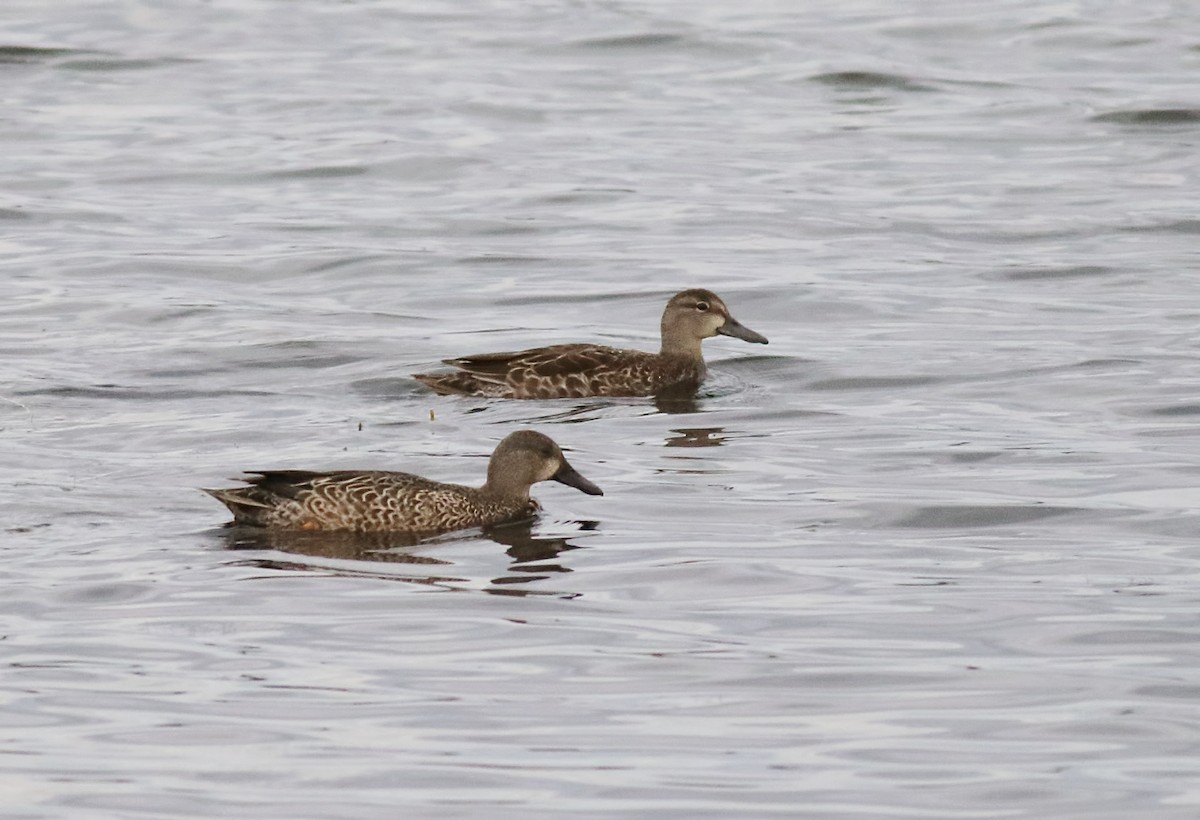 Blue-winged Teal - ML37022351