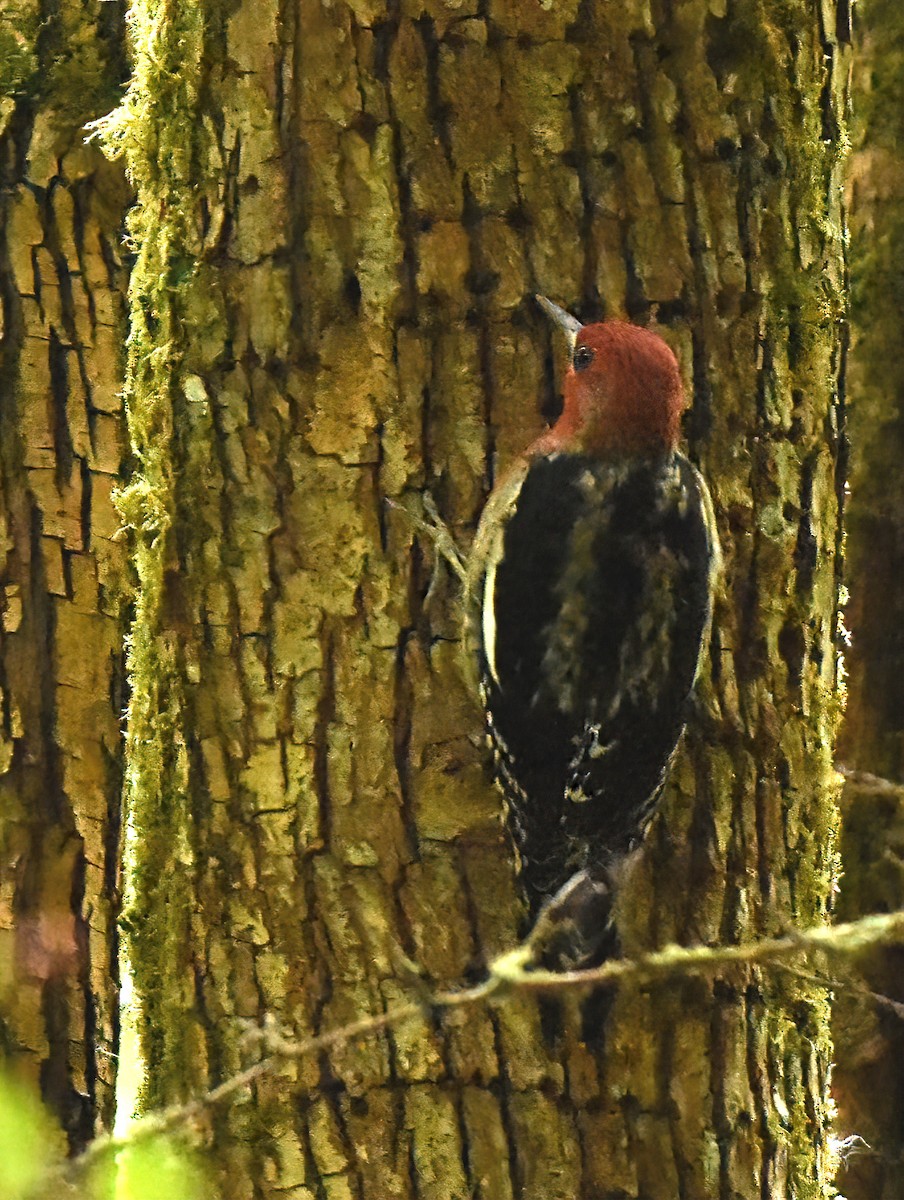 Red-breasted Sapsucker - ML370223701