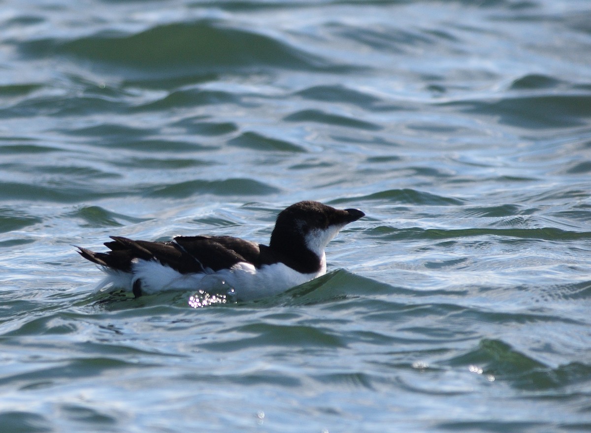 Razorbill - ML370225011