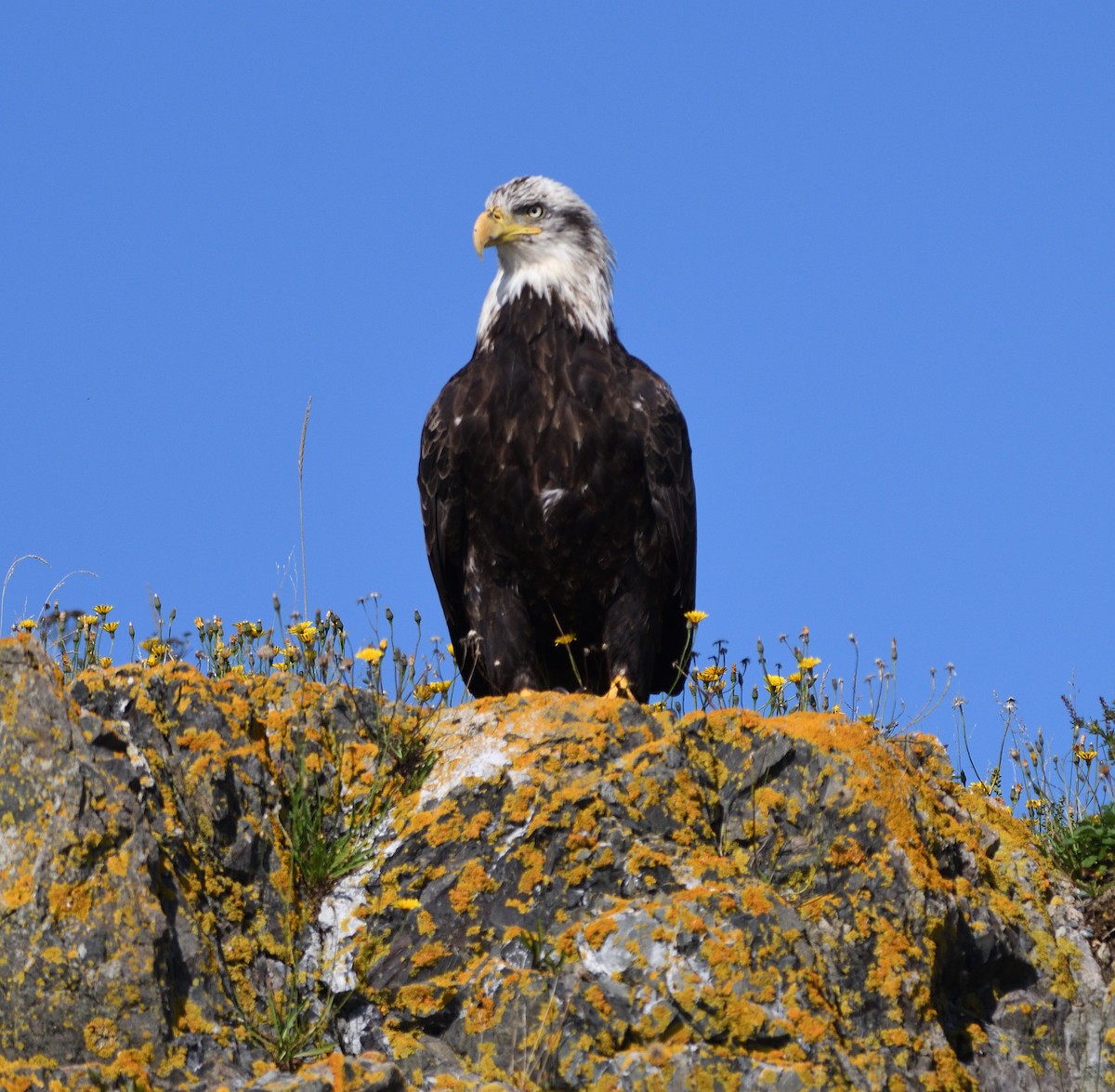 Bald Eagle - ML370226221