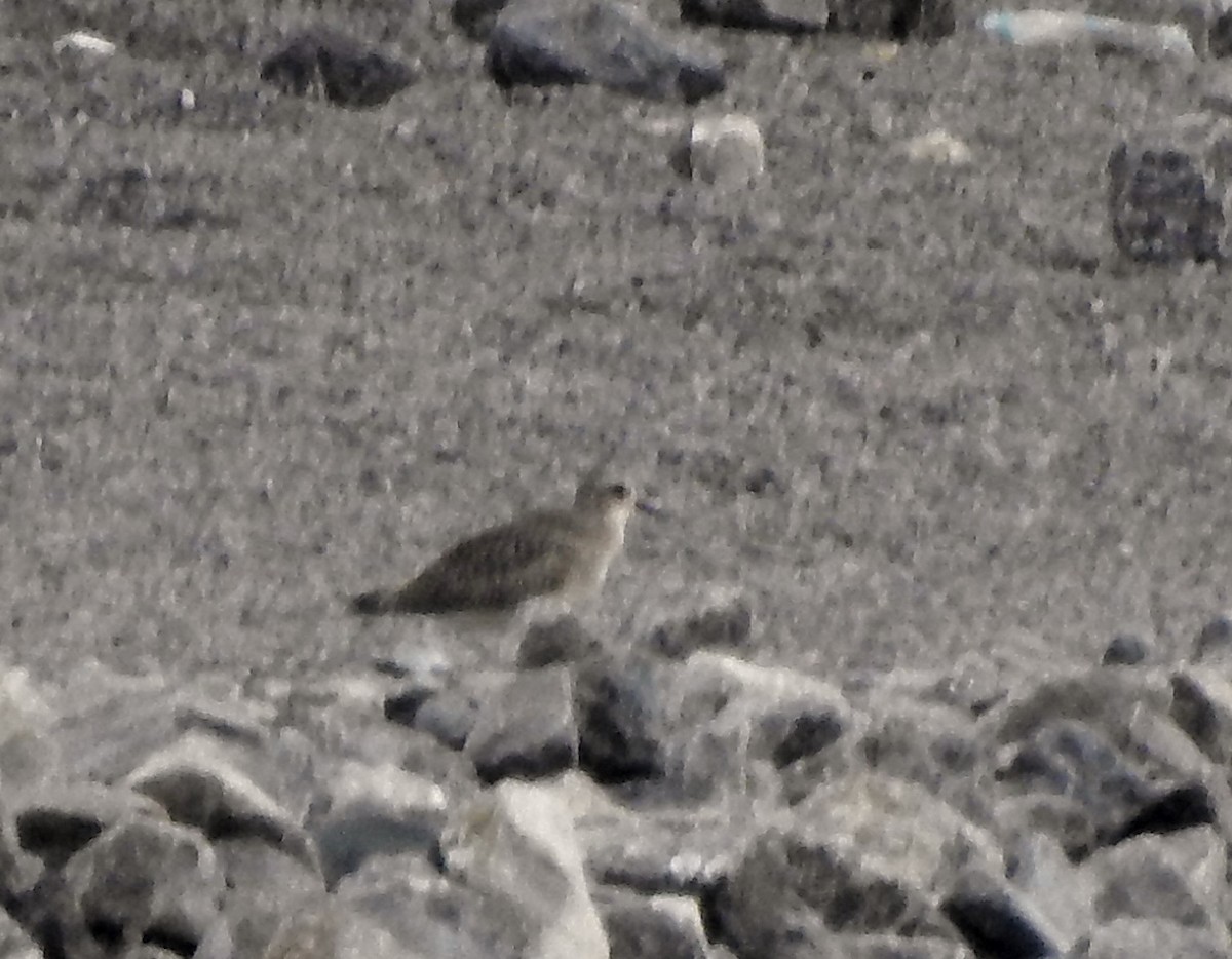 Black-bellied Plover - ML370227001