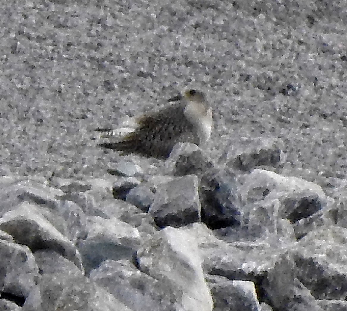 Black-bellied Plover - ML370227011