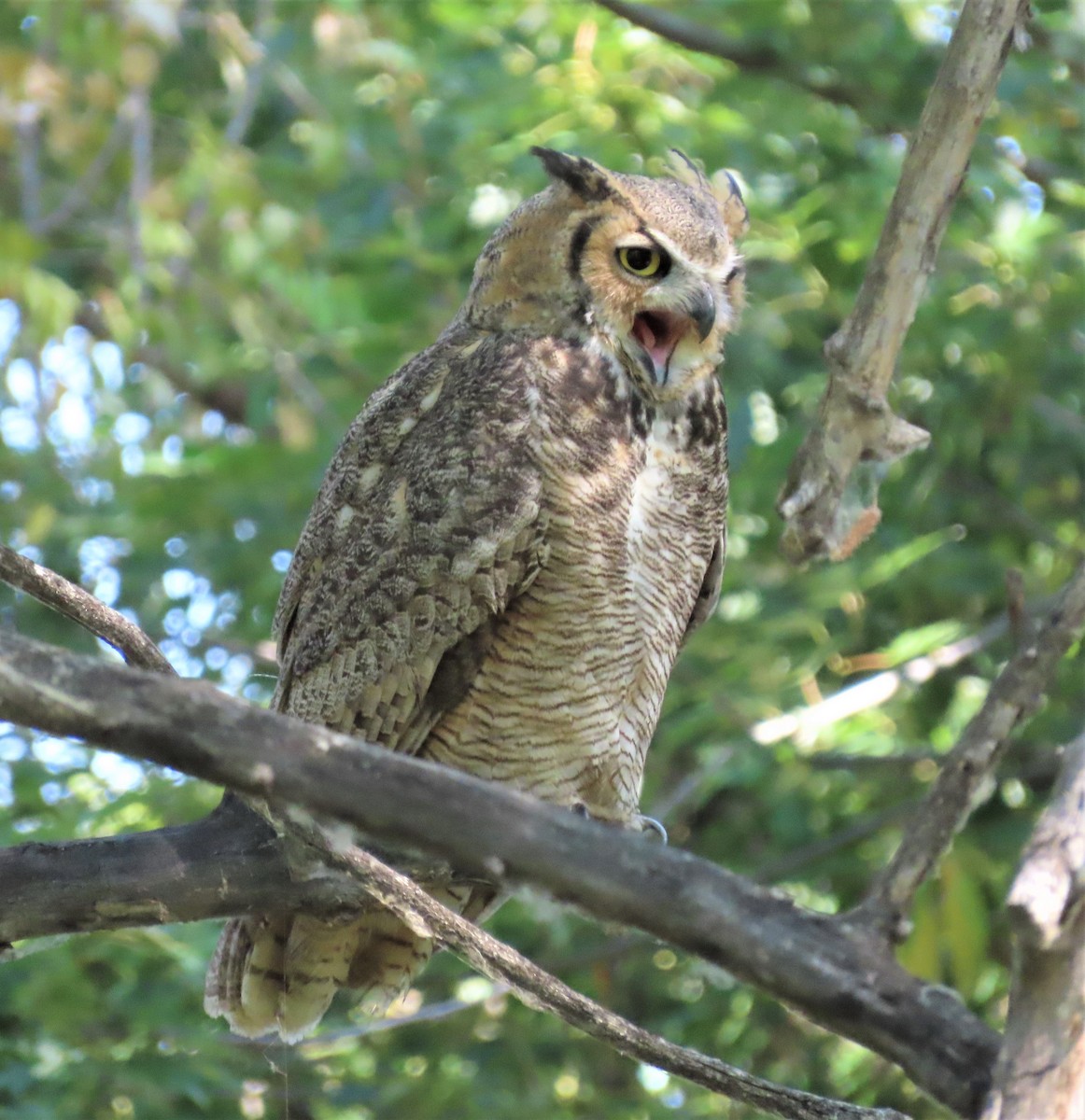 Great Horned Owl - Lori Zabel