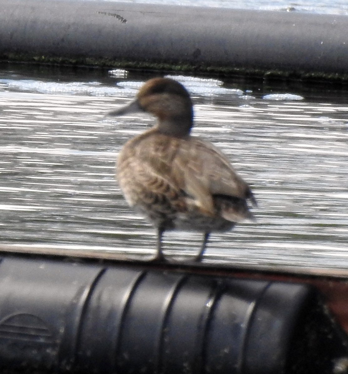 Green-winged Teal - ML370230261