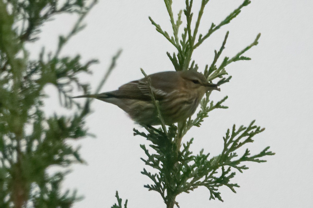 Cape May Warbler - ML370232141