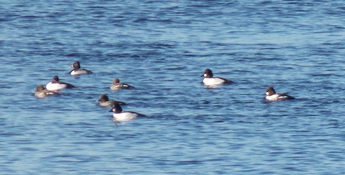 Common Goldeneye - ML37023341