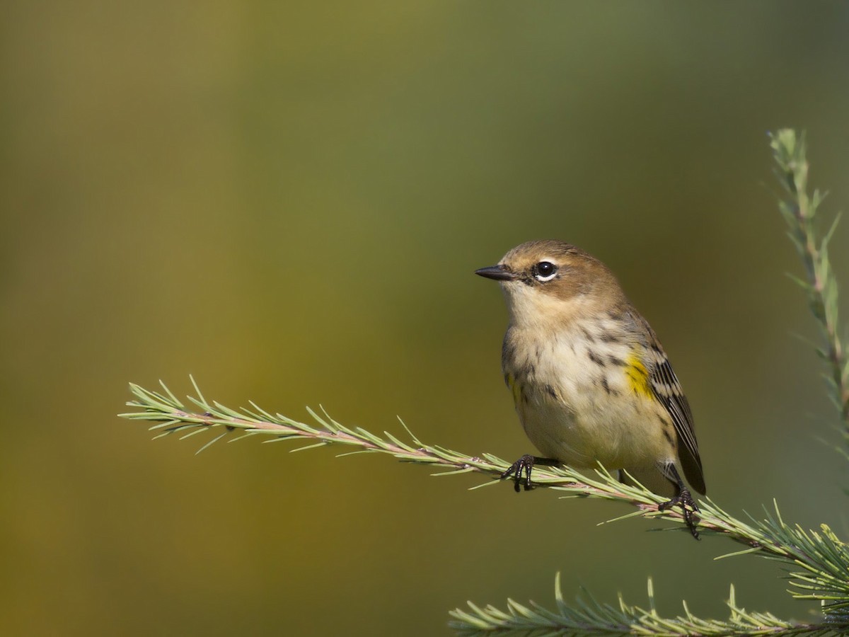 Yellow-rumped Warbler - ML370234721