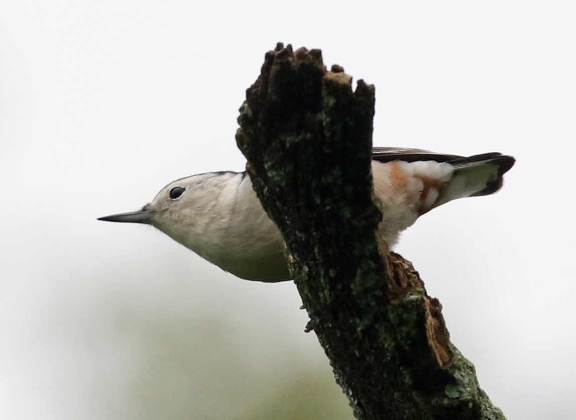 White-breasted Nuthatch - ML370234881