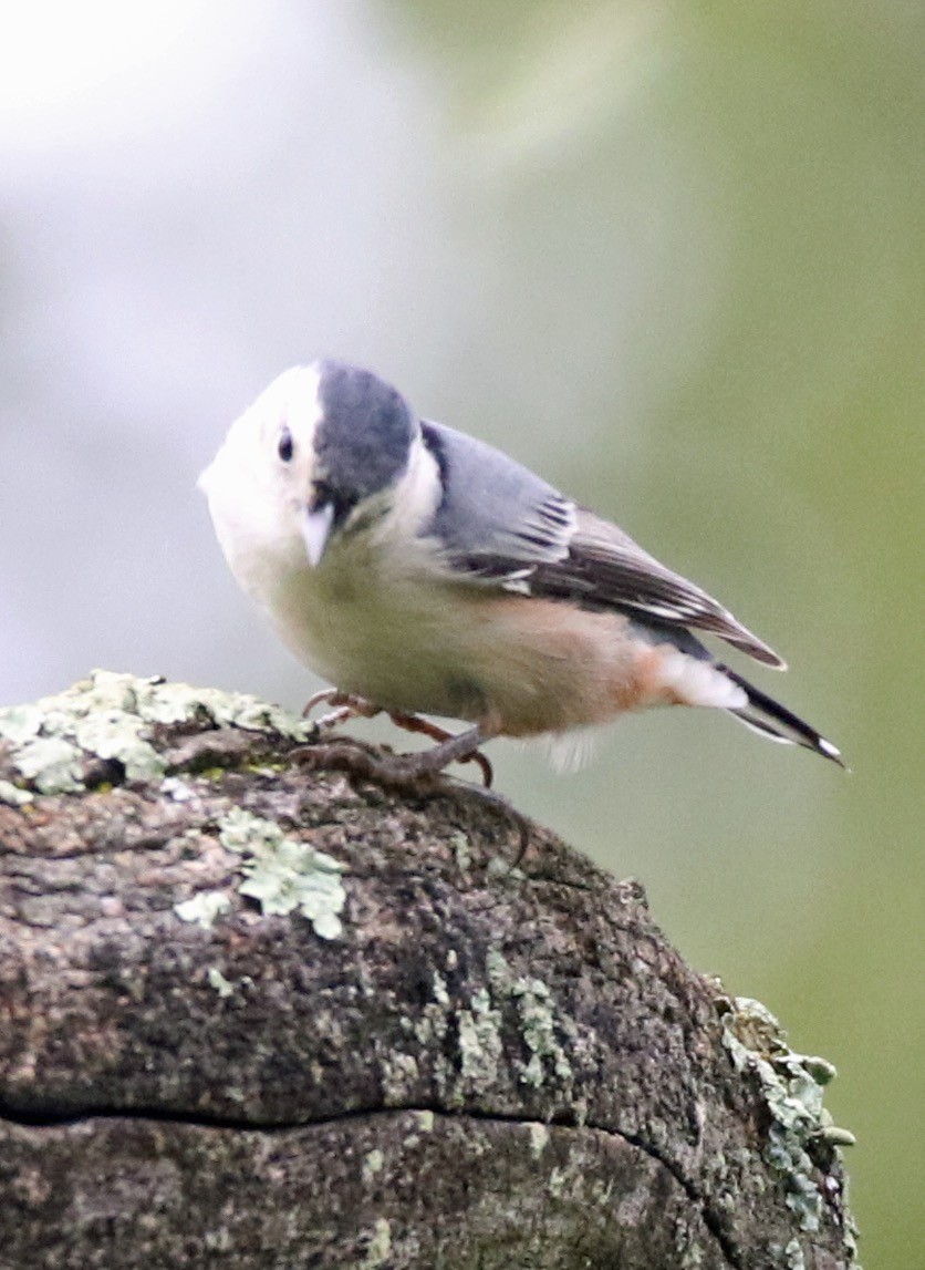 White-breasted Nuthatch - ML370234921
