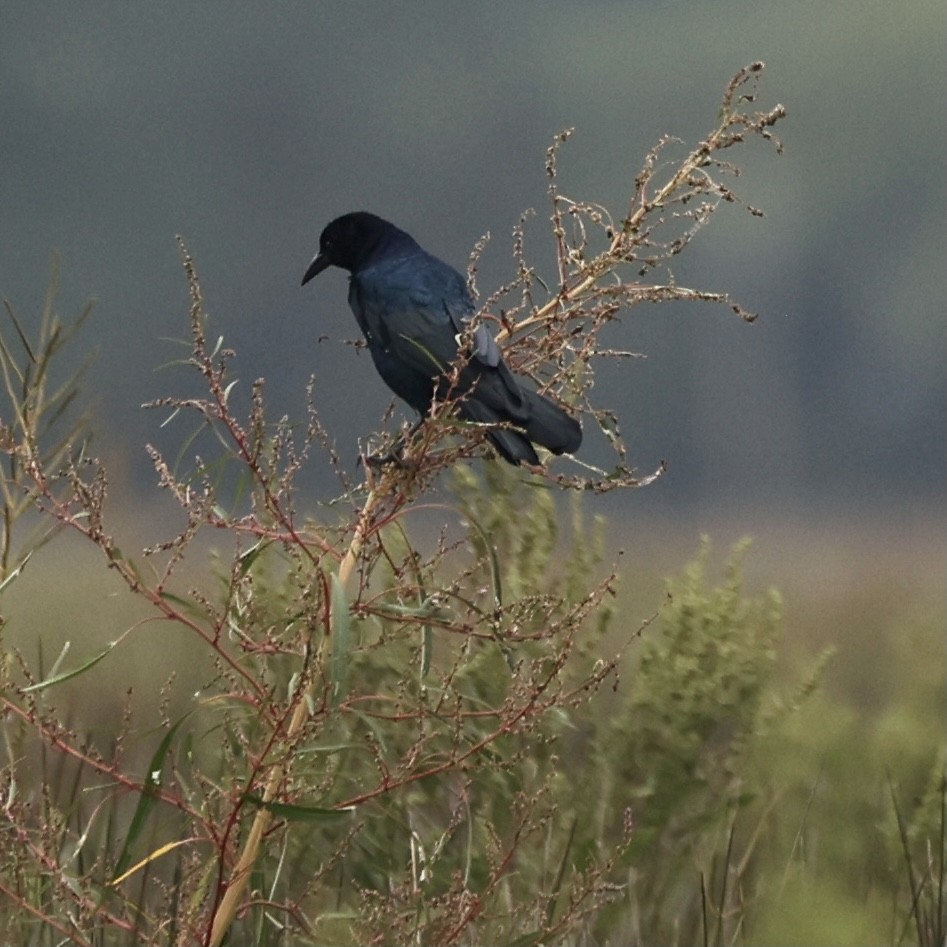 Boat-tailed Grackle - ML370241321