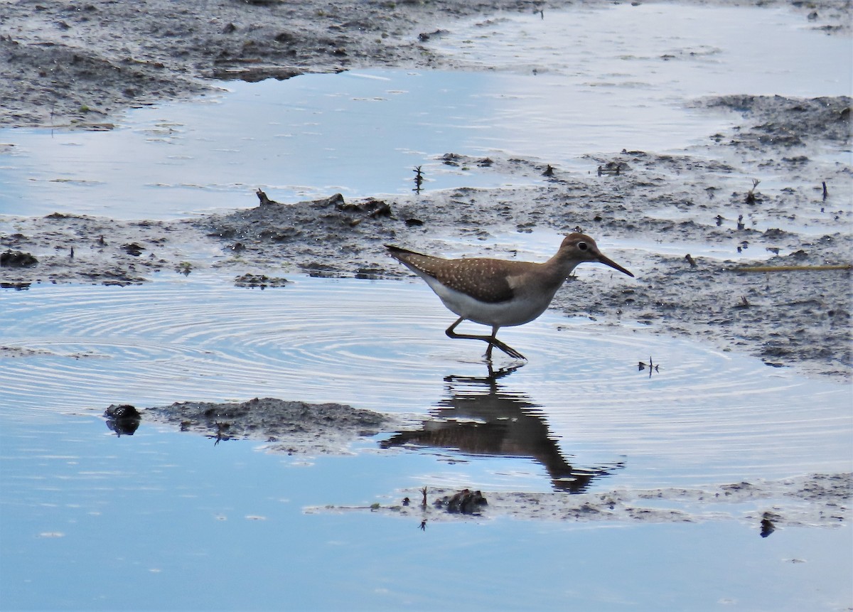 Solitary Sandpiper - ML370241421