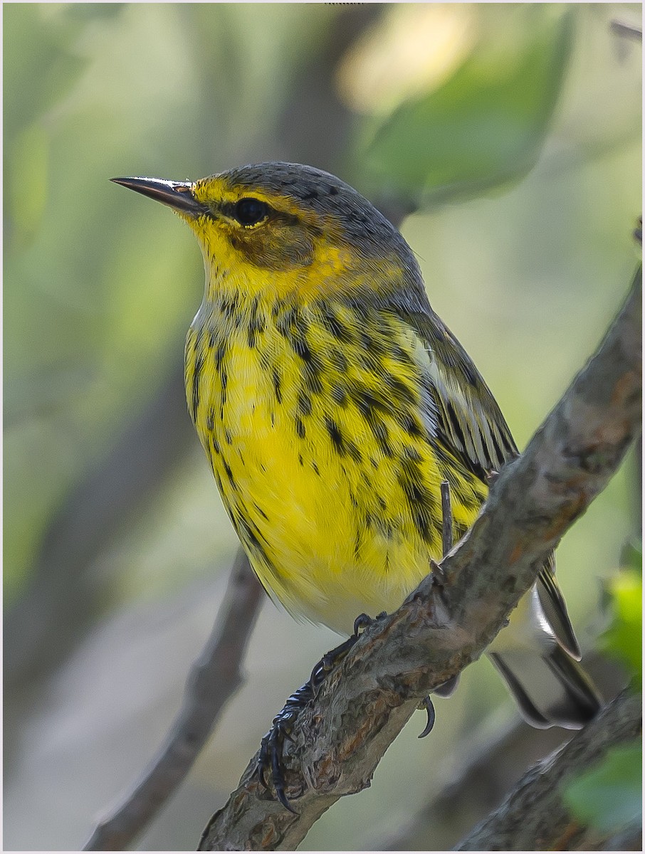 Cape May Warbler - Donna McKnight