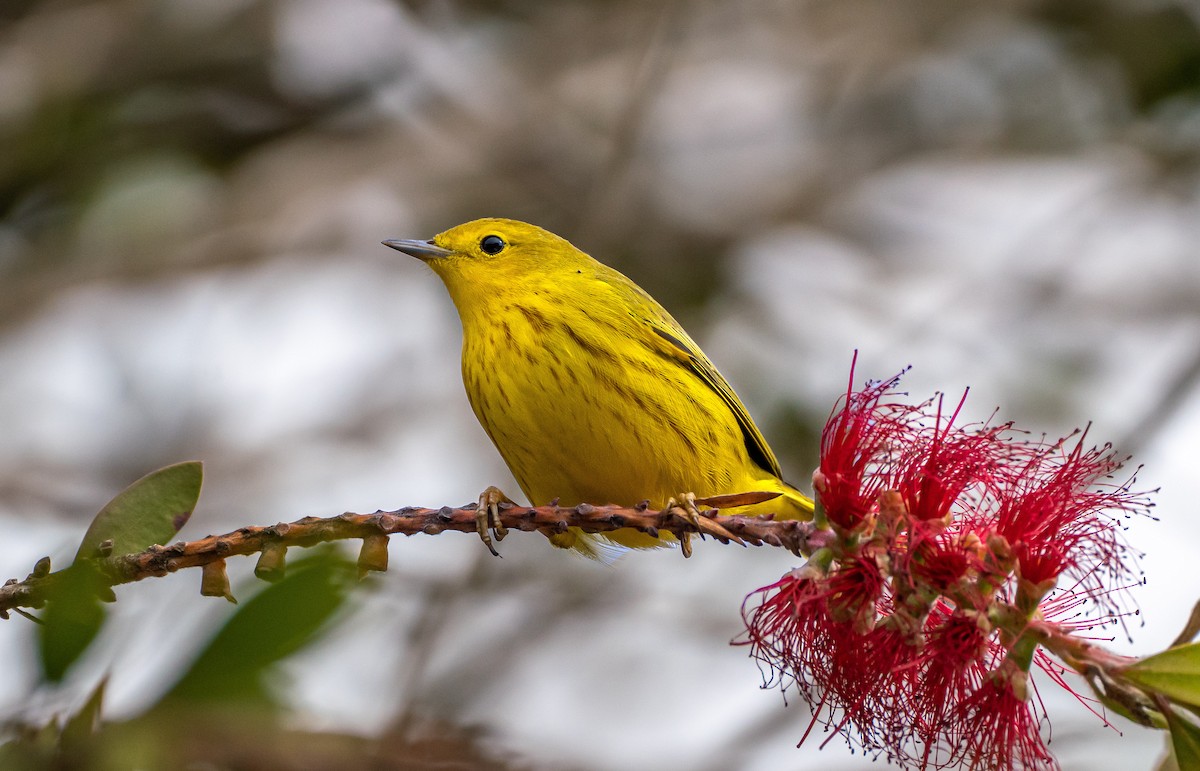 Yellow Warbler - Bob Gunderson