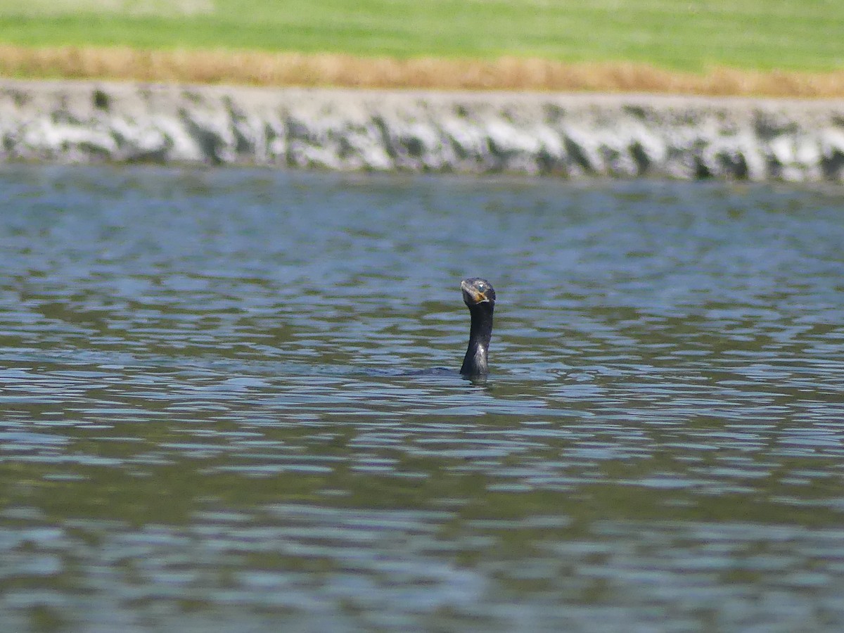 Neotropic Cormorant - ML370242671