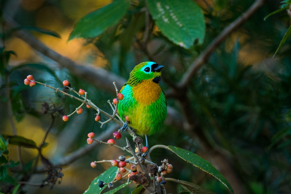 Brassy-breasted Tanager - Claudia Brasileiro