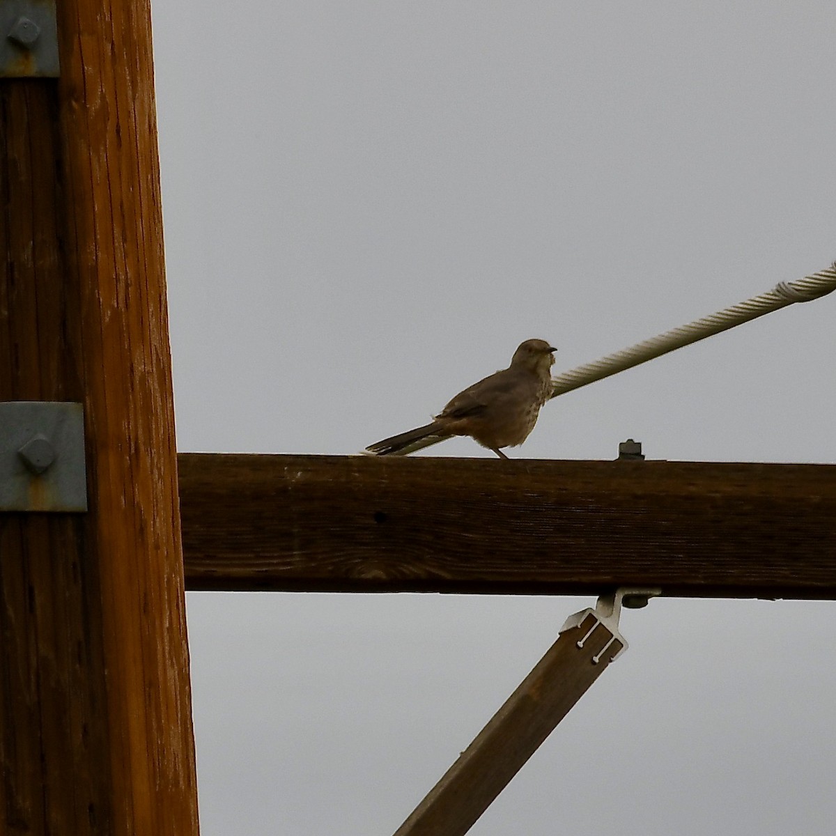 Bendire's Thrasher - ML370244611