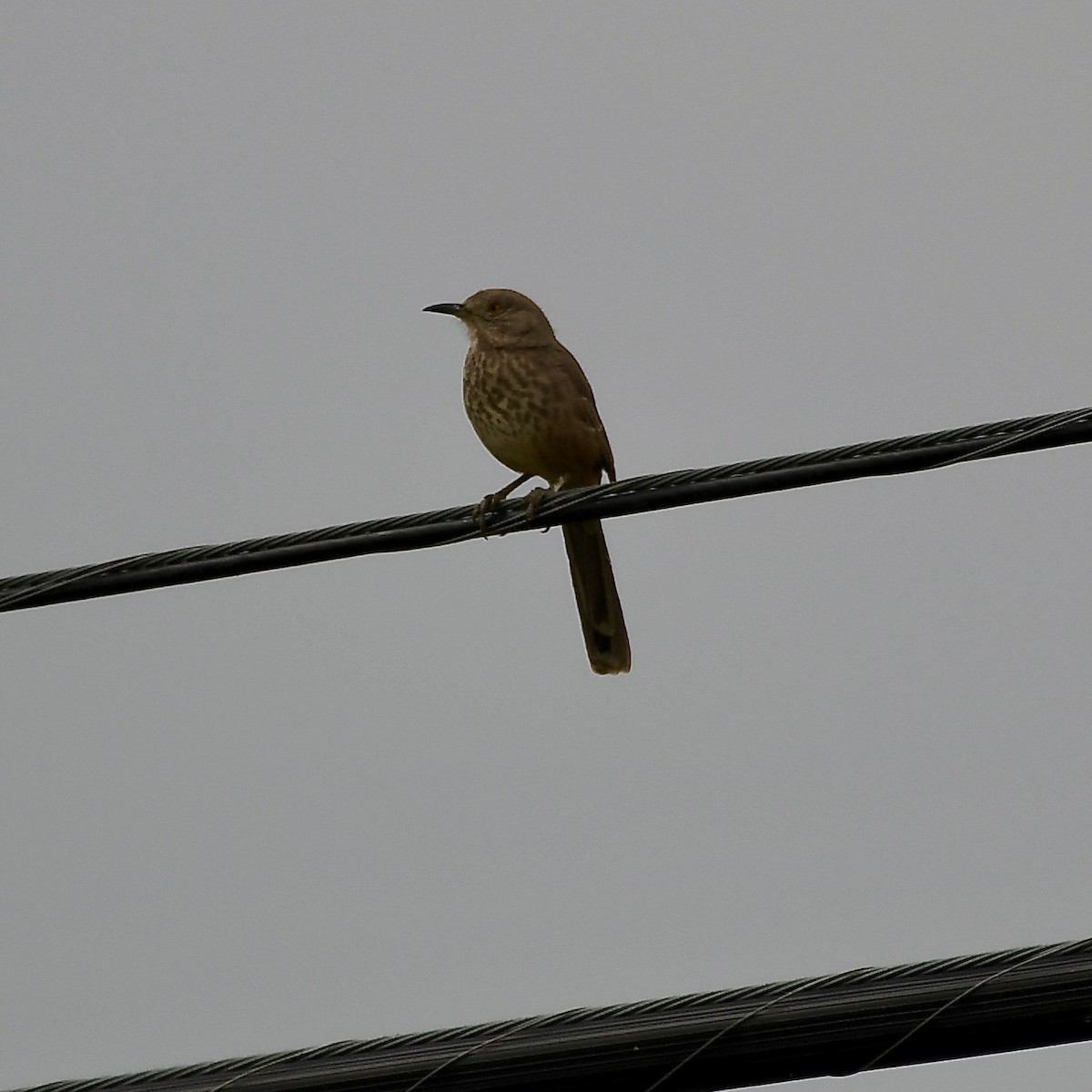 Bendire's Thrasher - ML370244671