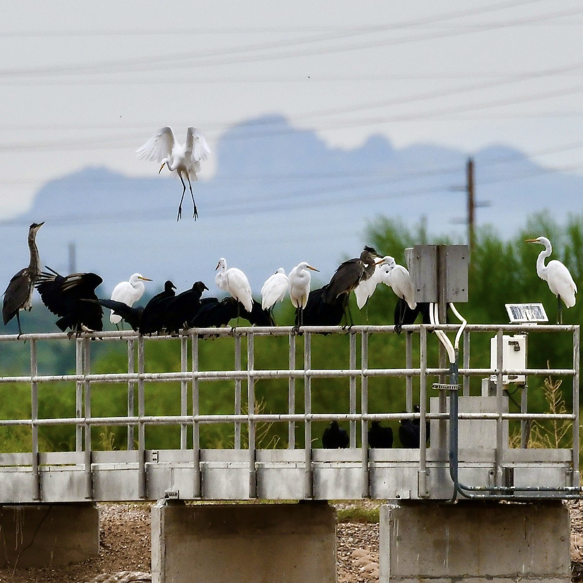 Great Egret - ML370244721