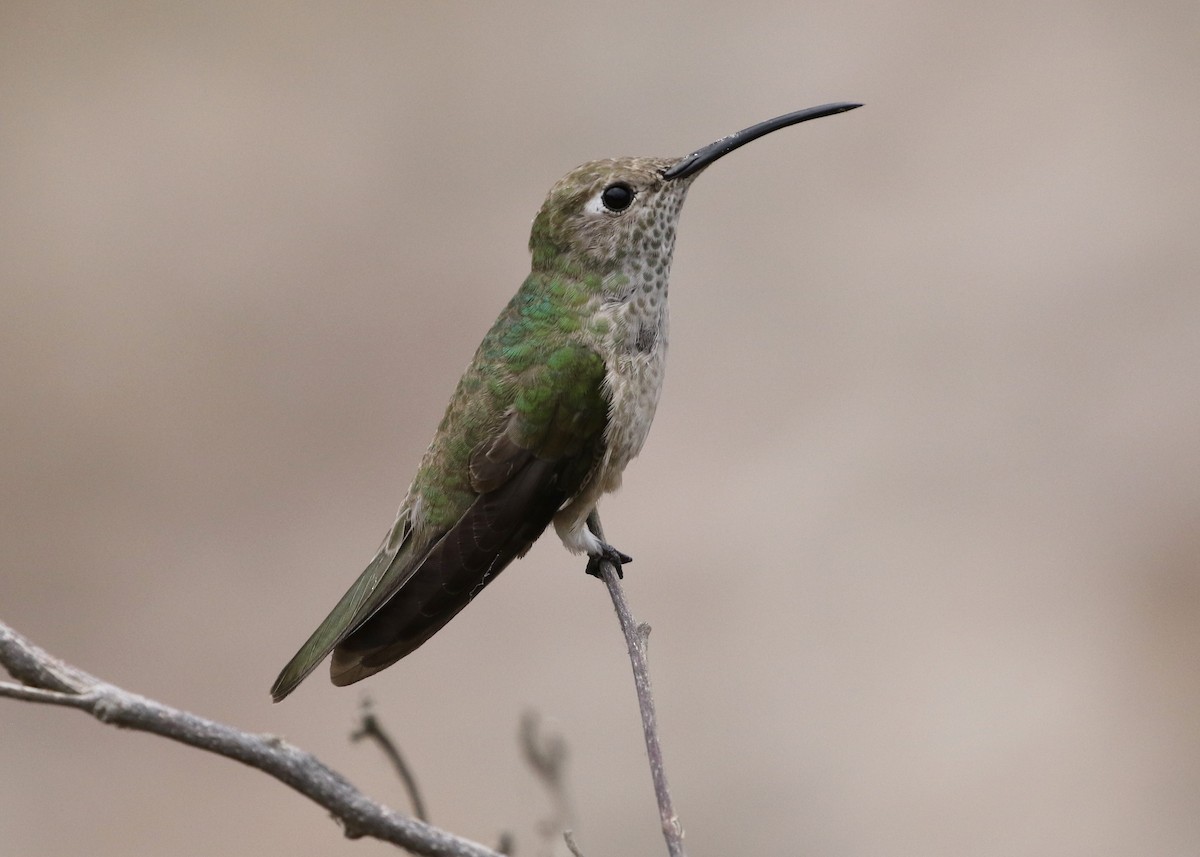 Spot-throated Hummingbird - Dean LaTray