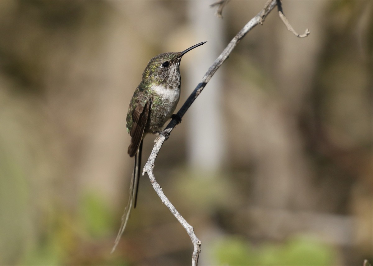 Peruvian Sheartail - Dean LaTray