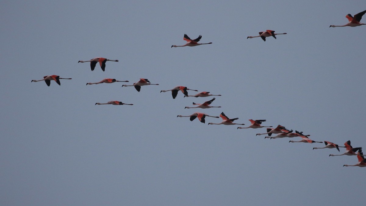 Chilean Flamingo - Dean LaTray