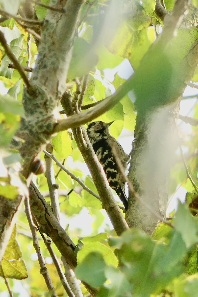Lesser Spotted Woodpecker - Hein Prinsen