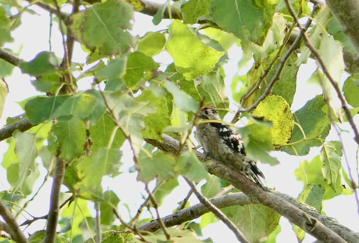 Lesser Spotted Woodpecker - Hein Prinsen
