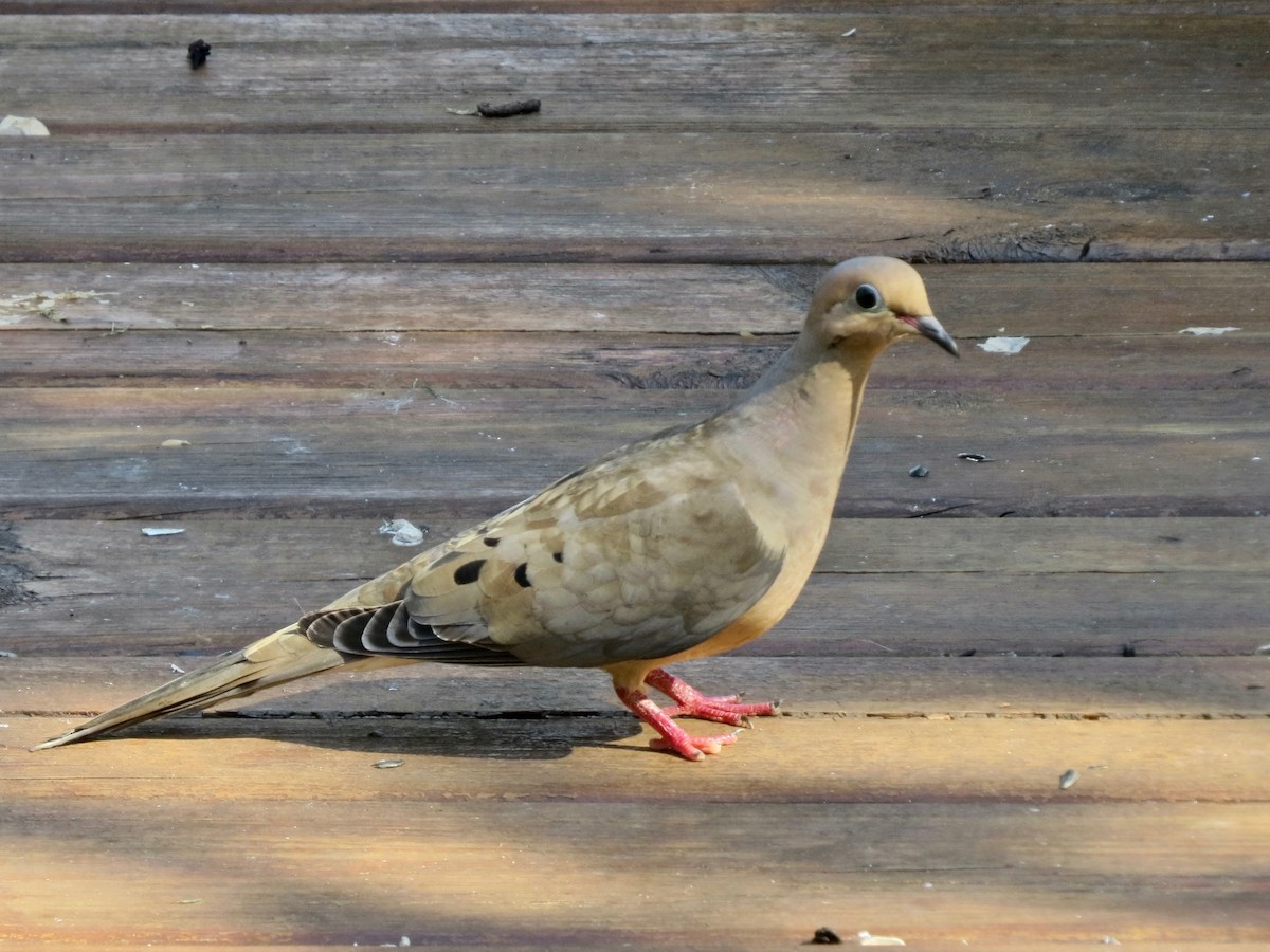 Mourning Dove - ML370249431