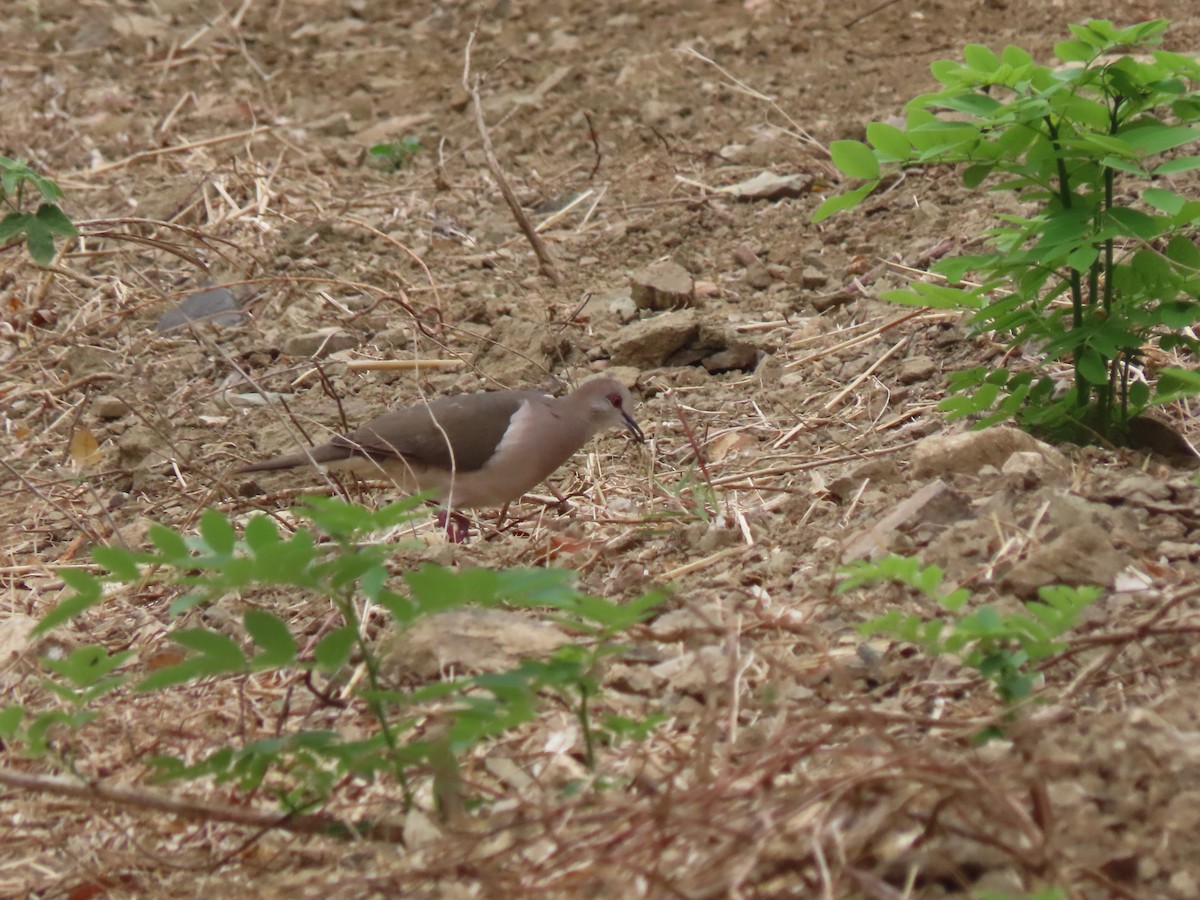 White-tipped Dove - ML370249781