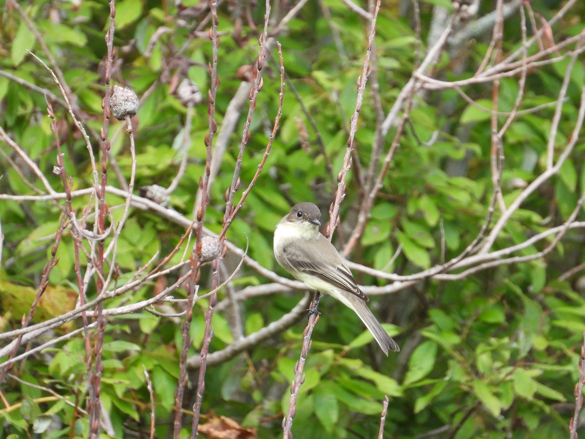 Eastern Phoebe - ML370251331