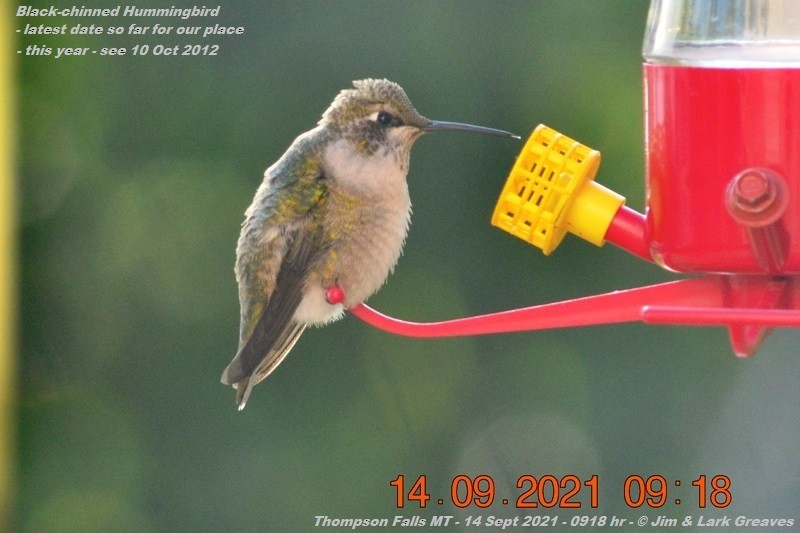 Black-chinned Hummingbird - ML370253481
