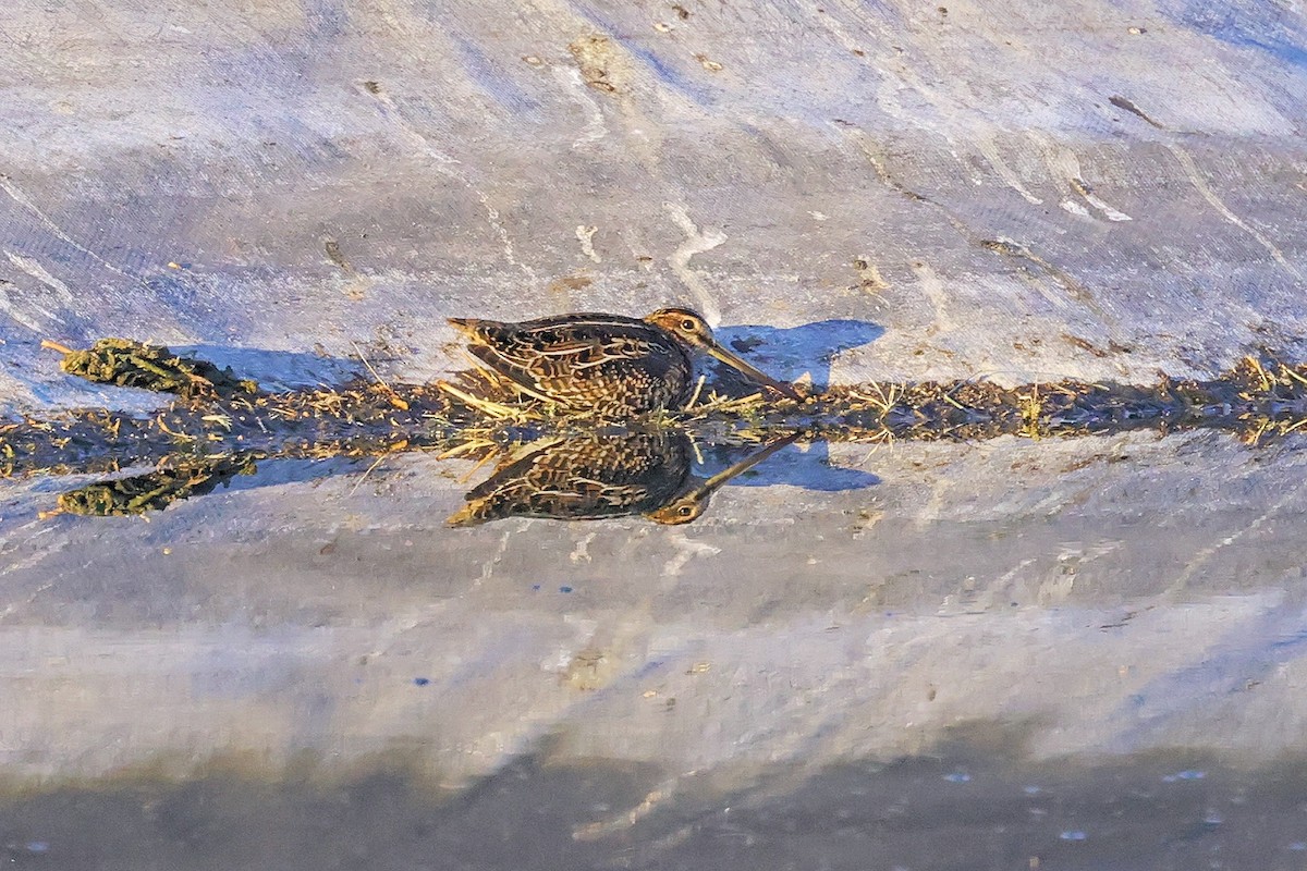 Wilson's Snipe - Bob Walker